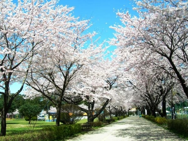 塩原温泉で桜を満喫！１泊２食付きバイキングプラン