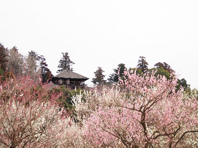 シニアに大人気の偕楽園!水戸に行くなら梅まつりは外せない ！1泊2食バイキングプラン