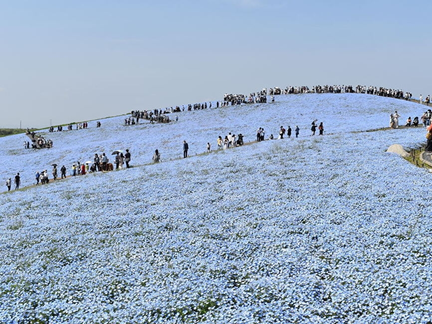 迫力が段違い！！国営ひたち海浜公園で春の花見を生で満喫！！1泊2食バイキングプラン