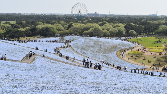 迫力が段違い！！国営ひたち海浜公園の花見を生で満喫！！1泊2食バイキングプラン