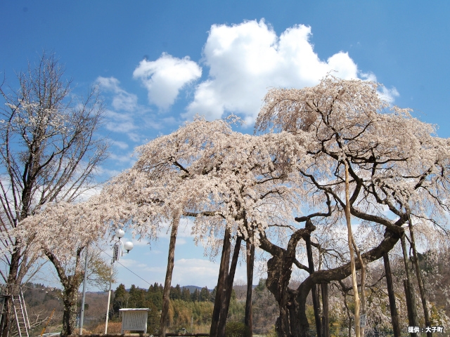 〜春の彩り頂鱒とまぐろのちらし寿司・飲み放題付きバイキングプラン〜