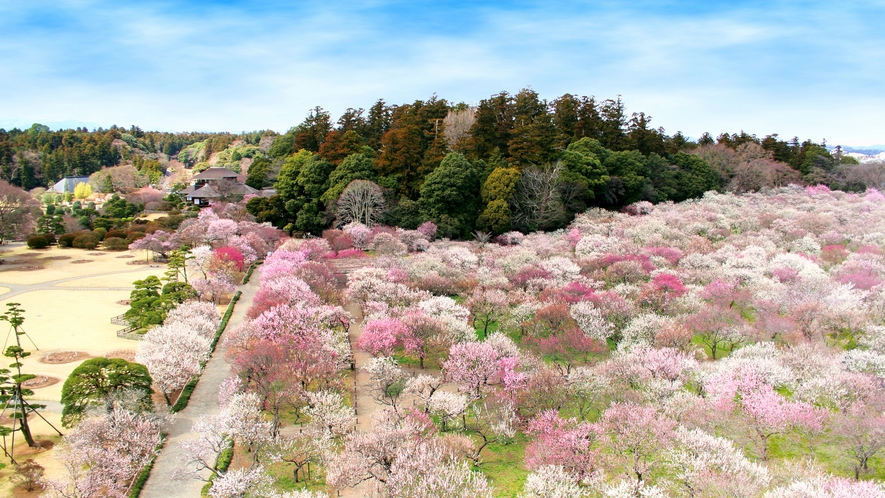 〇偕楽園