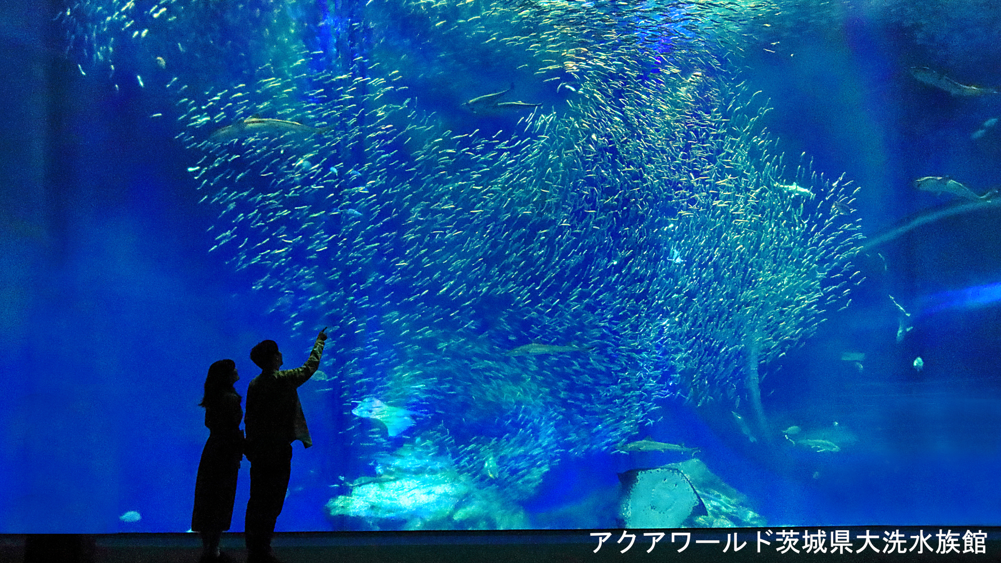 〇アクアワールド茨城県大洗水族館