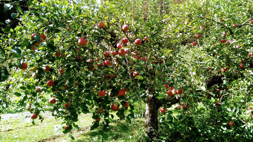 〇りんご狩り　例年9月中旬～11月下旬