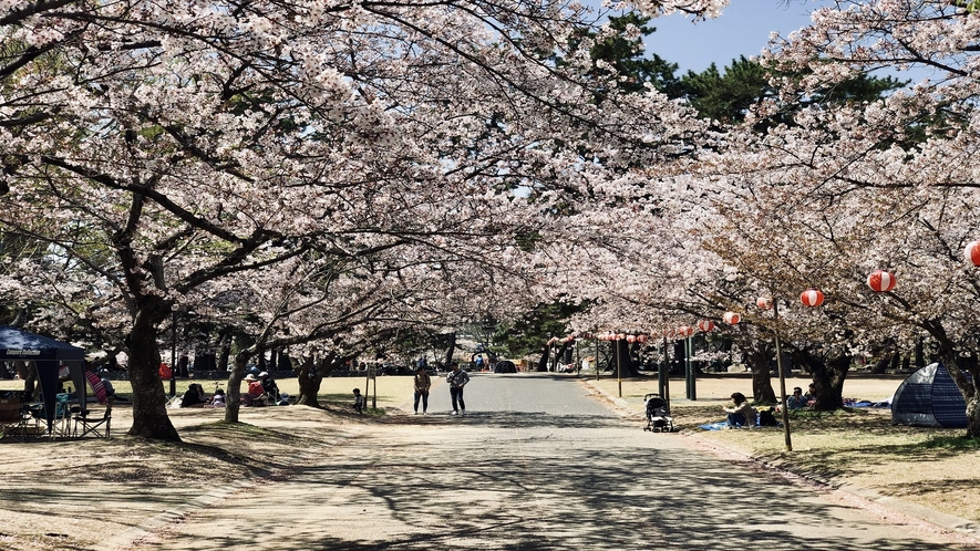 酒津公園 桜