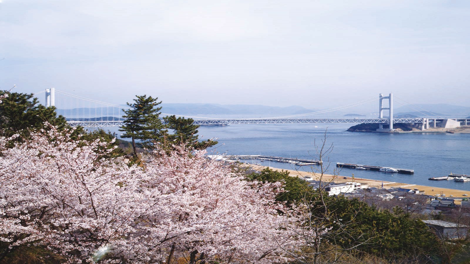 下津井城跡 桜