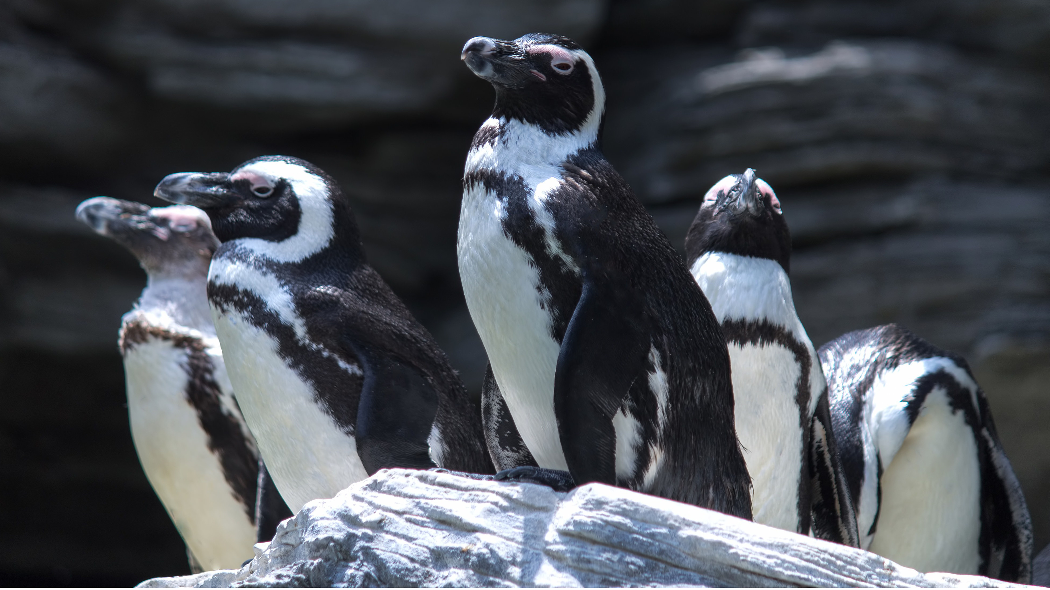 ペンギン水族館　※イメージ