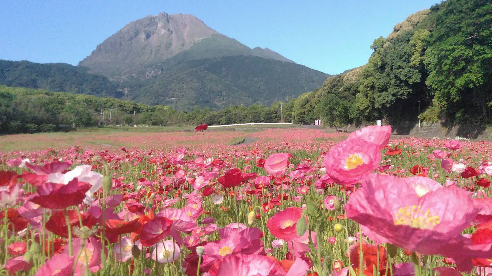 【しまばら火張山花公園】島原市