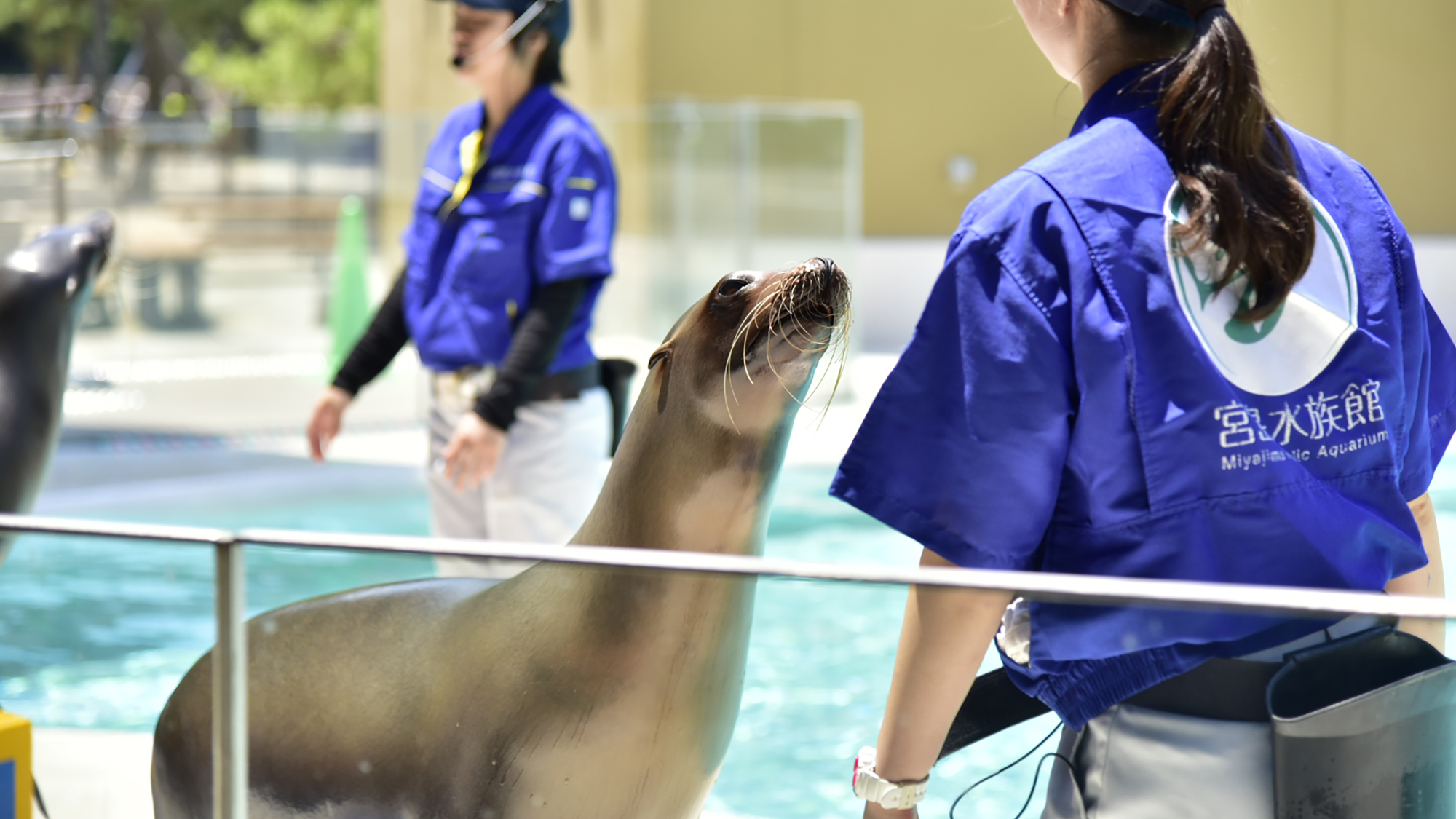 宮島水族館　JR・フェリーで約50分