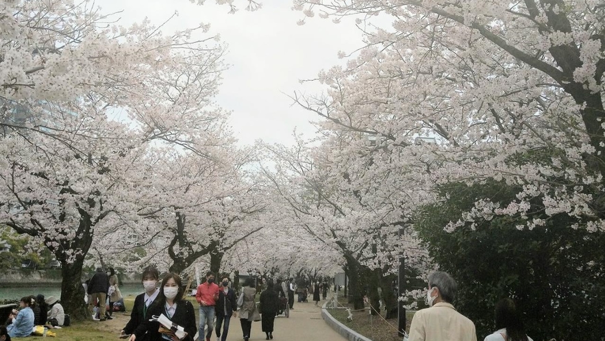 平和記念公園の桜　路面電車で約20分です。