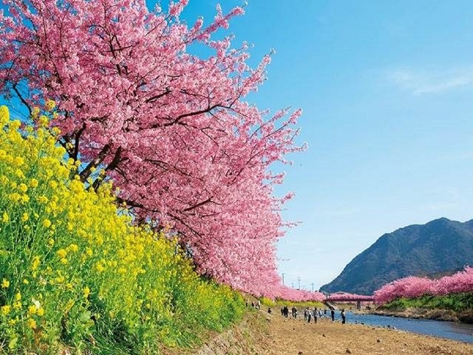 河津桜まつり・みなみの桜と菜の花まつりにもアクセス良