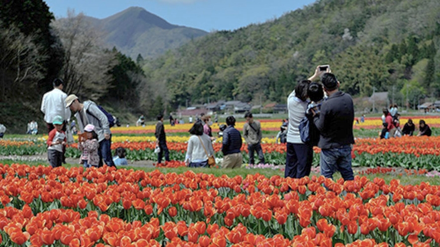 【たんとうチューリップまつり】4月下旬に開催、100万本のチューリップ（当館より車で約40分）