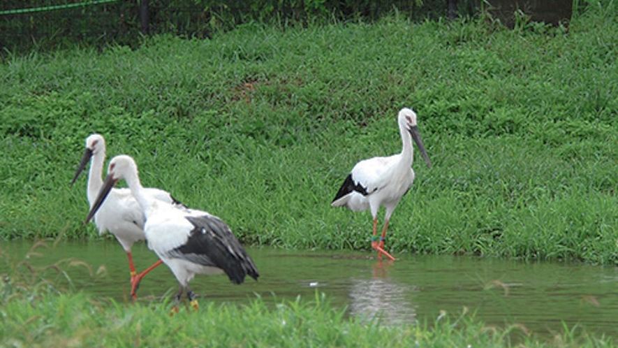 【コウノトリの郷公園】100羽近くのコウノトリを飼育する幸せを運ぶスポット（当館より車で約30分）