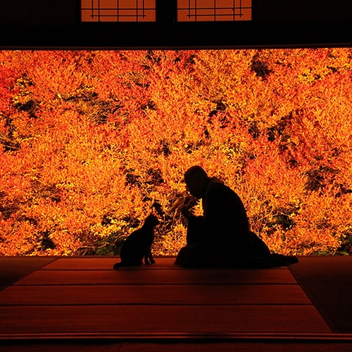 【安国寺ドウダンツツジ】11月初旬に見頃を迎え、額縁に入った絵画ような絶景（当館より車で約45分)