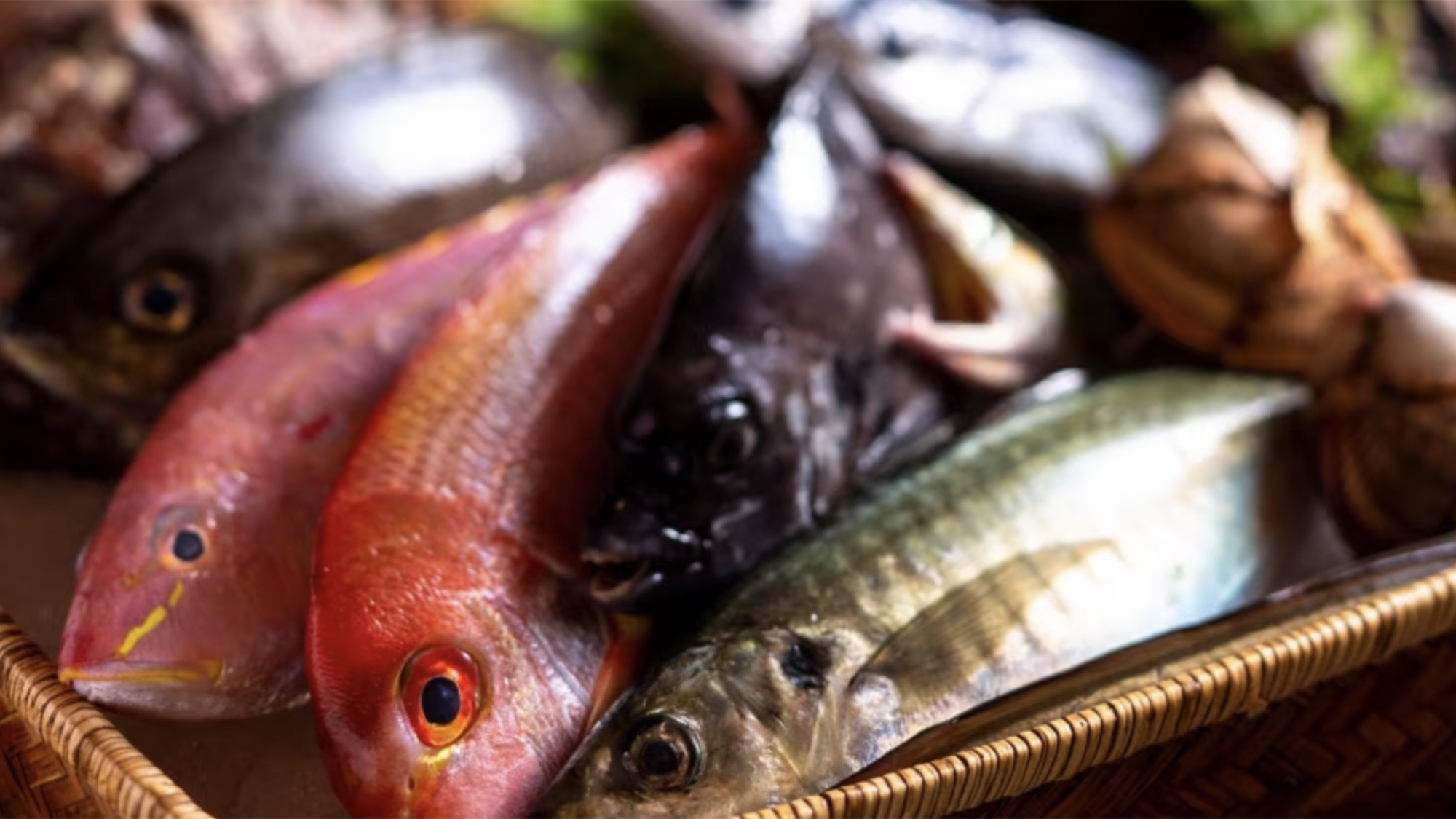 【夏｜スタンダード】間人・宮津の海の恵みと銘牛に舌鼓── 涼風に包まれる大人の庵の夕べ【AH】