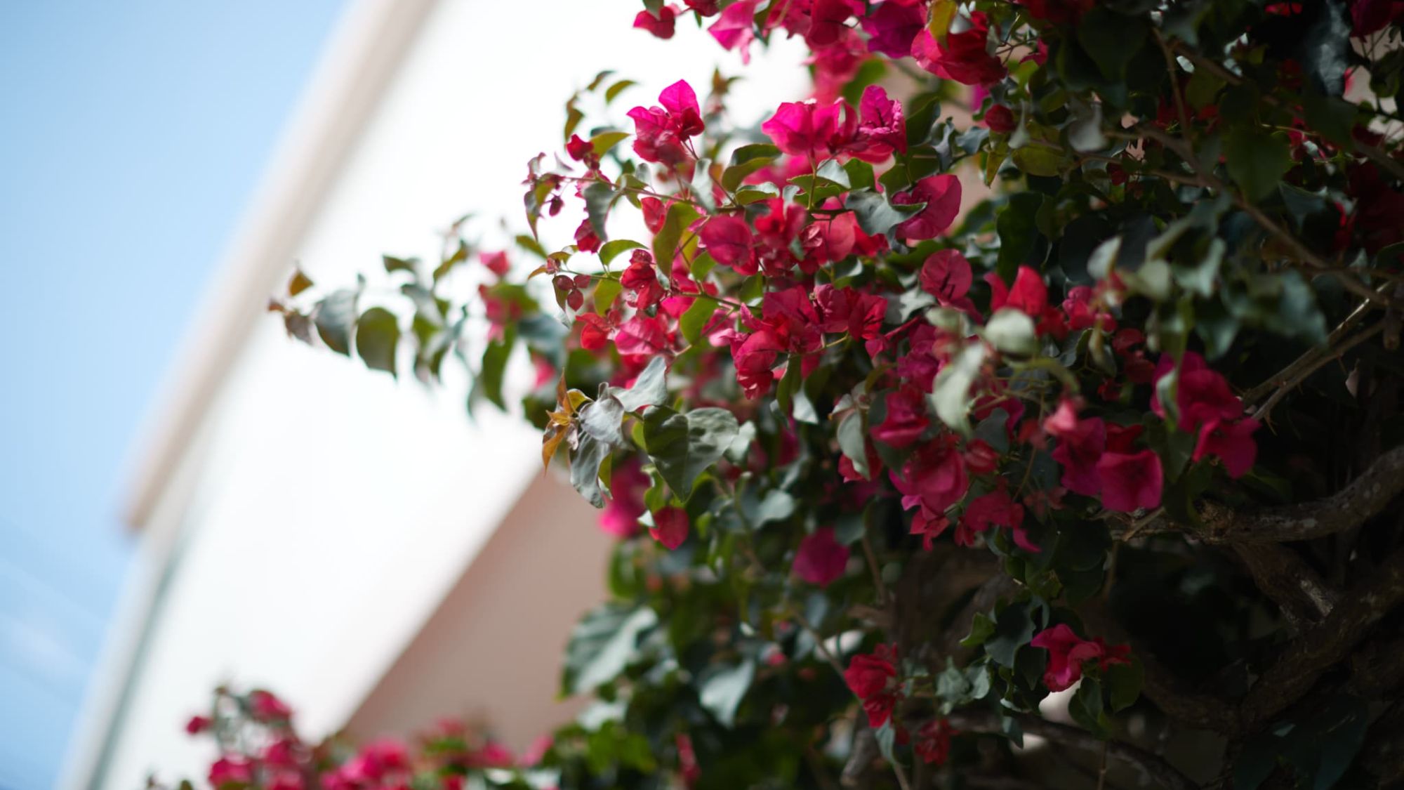 鮮やかなブーゲンビリアが、沖縄らしさを演出