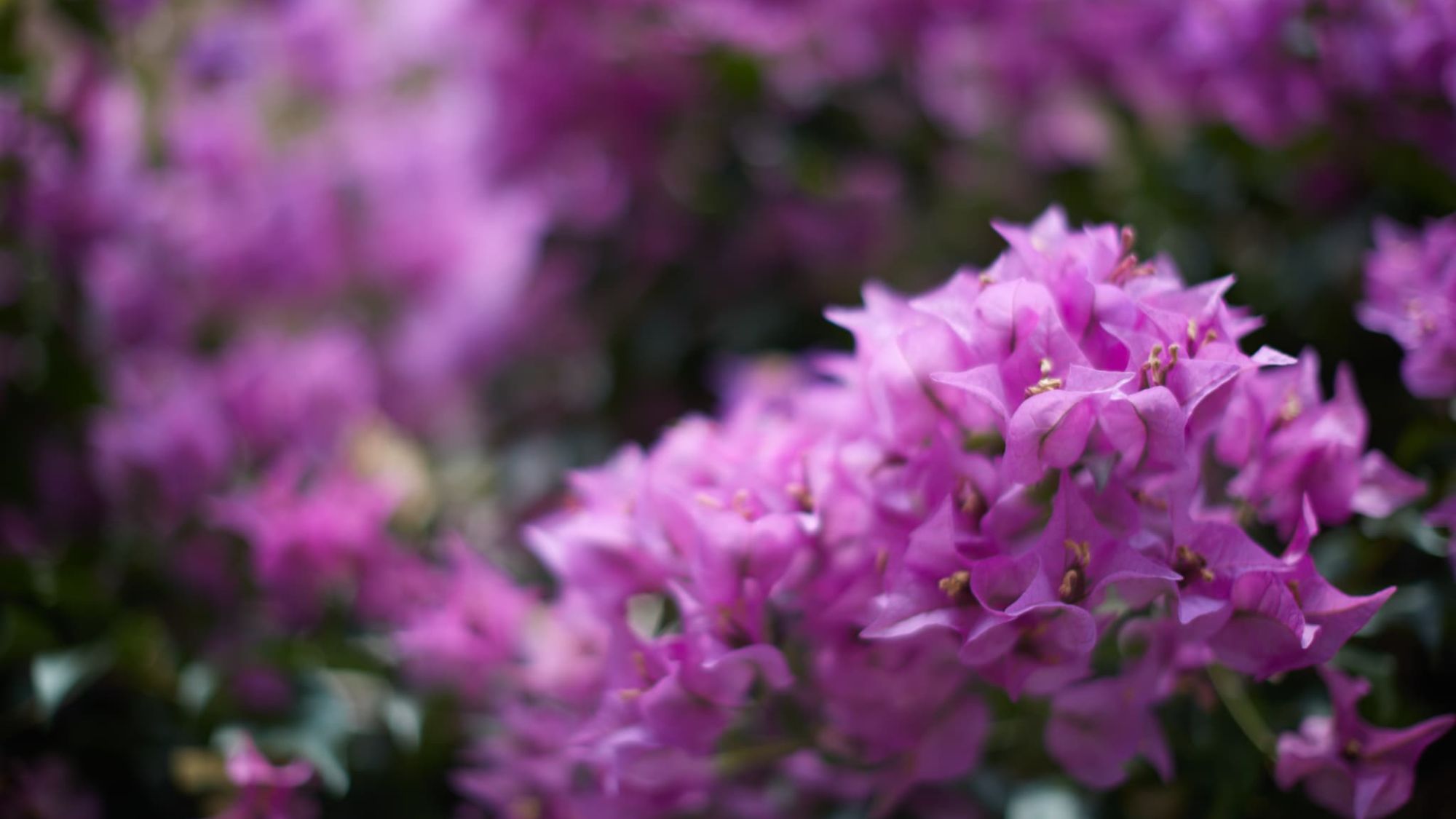 歴史と南国ムードが共存するホテルで、心に残る時間をお過ごしください。