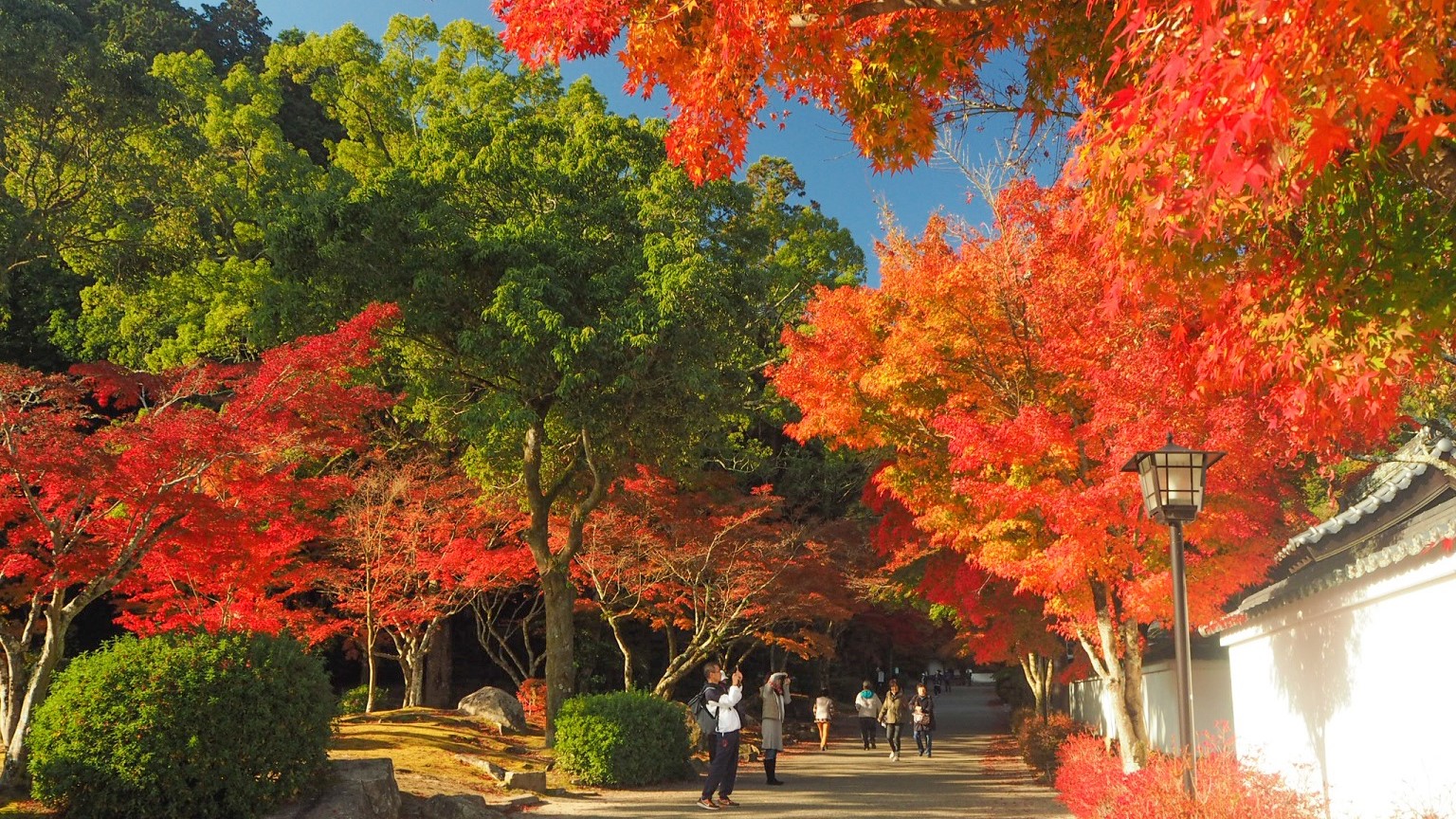 提供元：岩国市観光振興課　紅葉谷公園