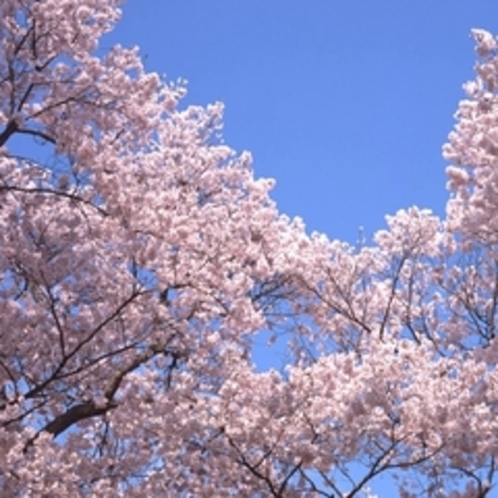 【春】例年4月上旬～中頃／弥彦神社の桜が見頃を迎えます！