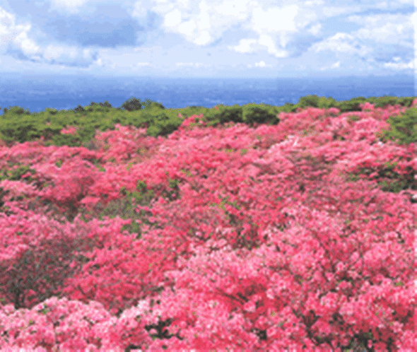 日本一を誇る山ツツジの群生地