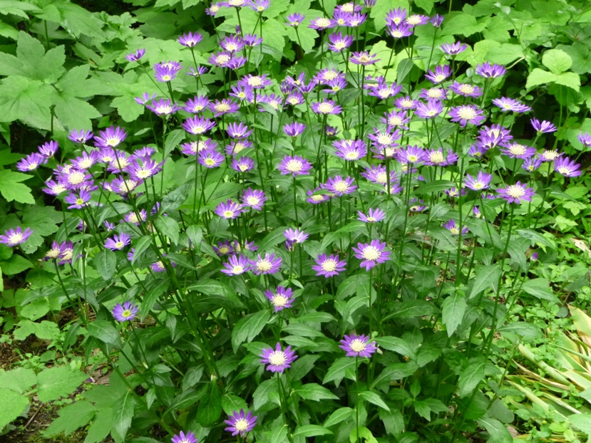 庭の花々、ミヤコワスレ