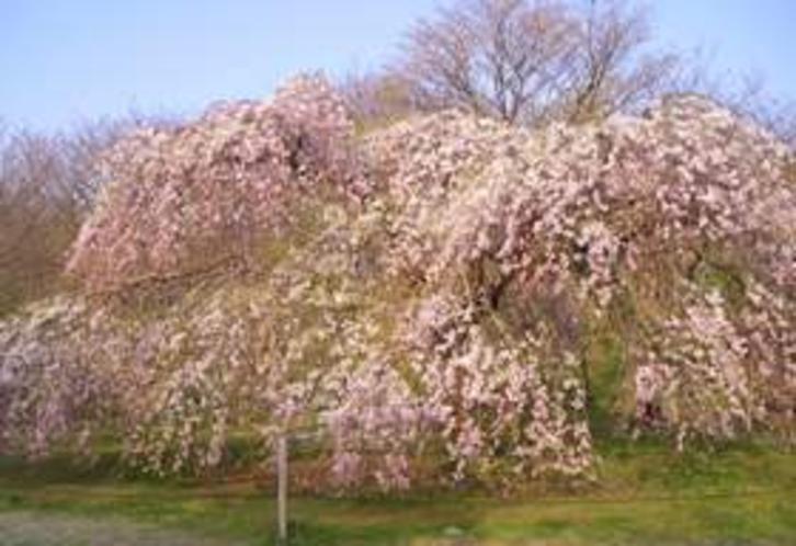 枝垂れ桜　2