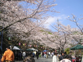 伊豆高原駅前　桜並木（染井吉野）