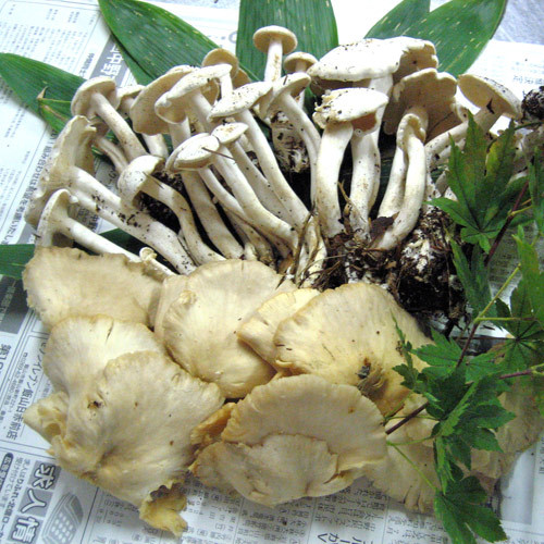Seasonal wild vegetables