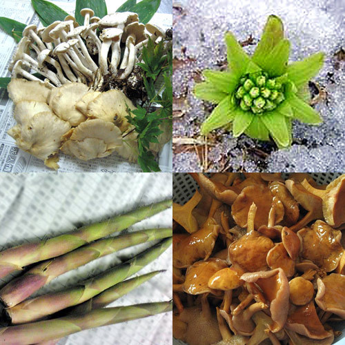 We serve seasonal wild vegetables picked locally in Shiga Kogen.