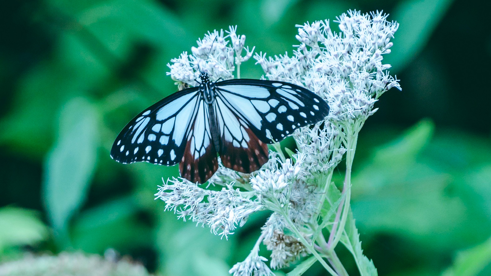 志賀高原の豊かな自然