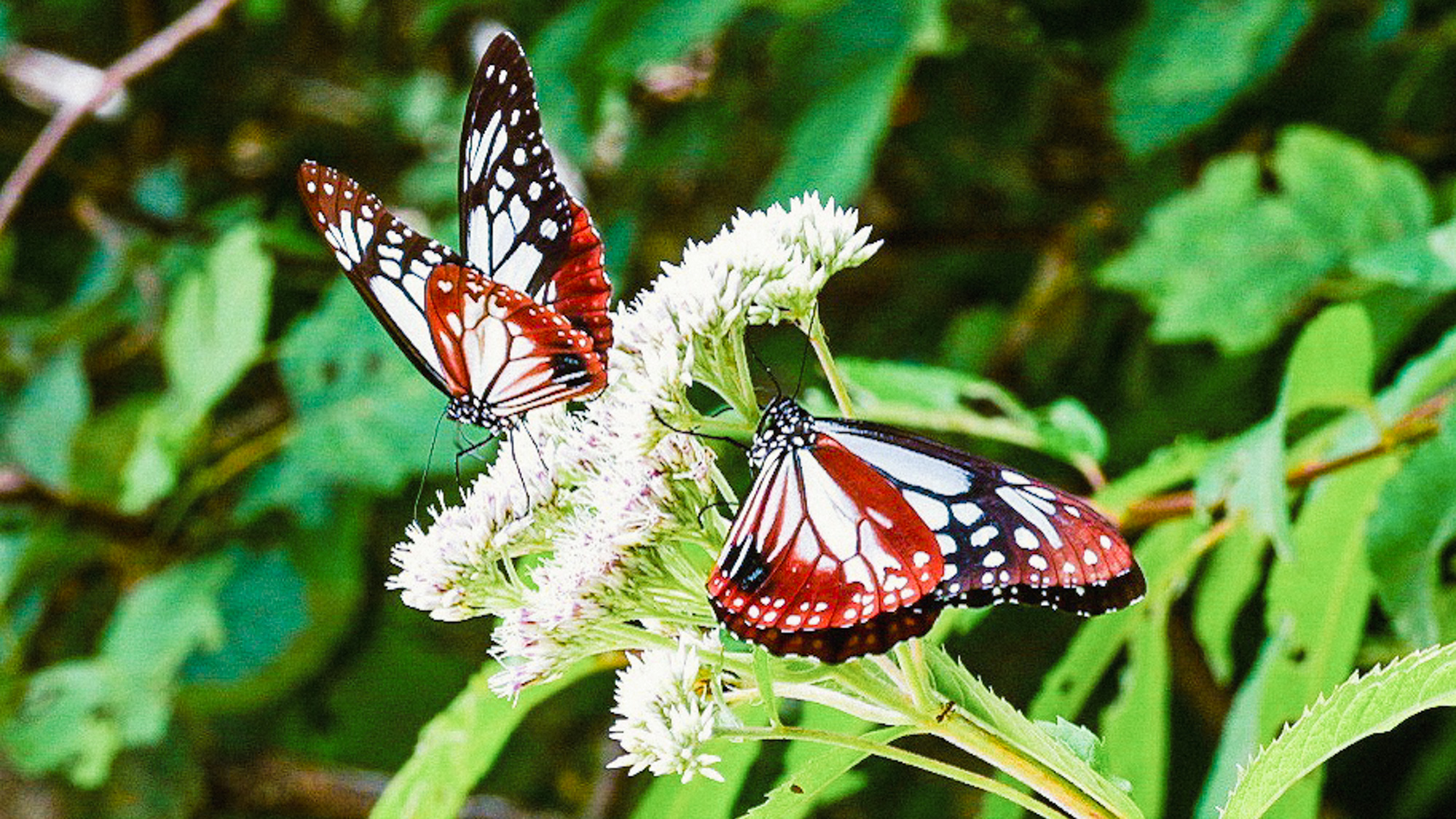 志賀高原の豊かな自然
