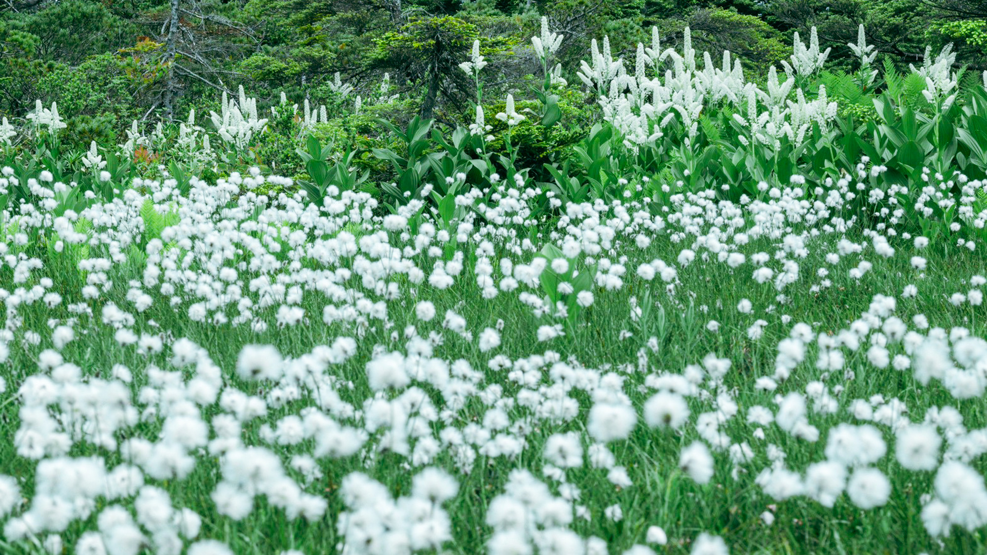 志賀高原の豊かな自然
