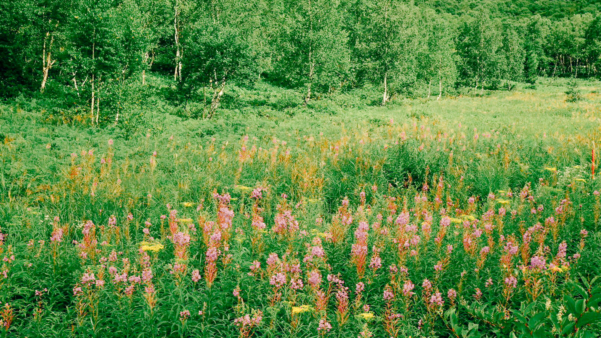 志賀高原の豊かな自然