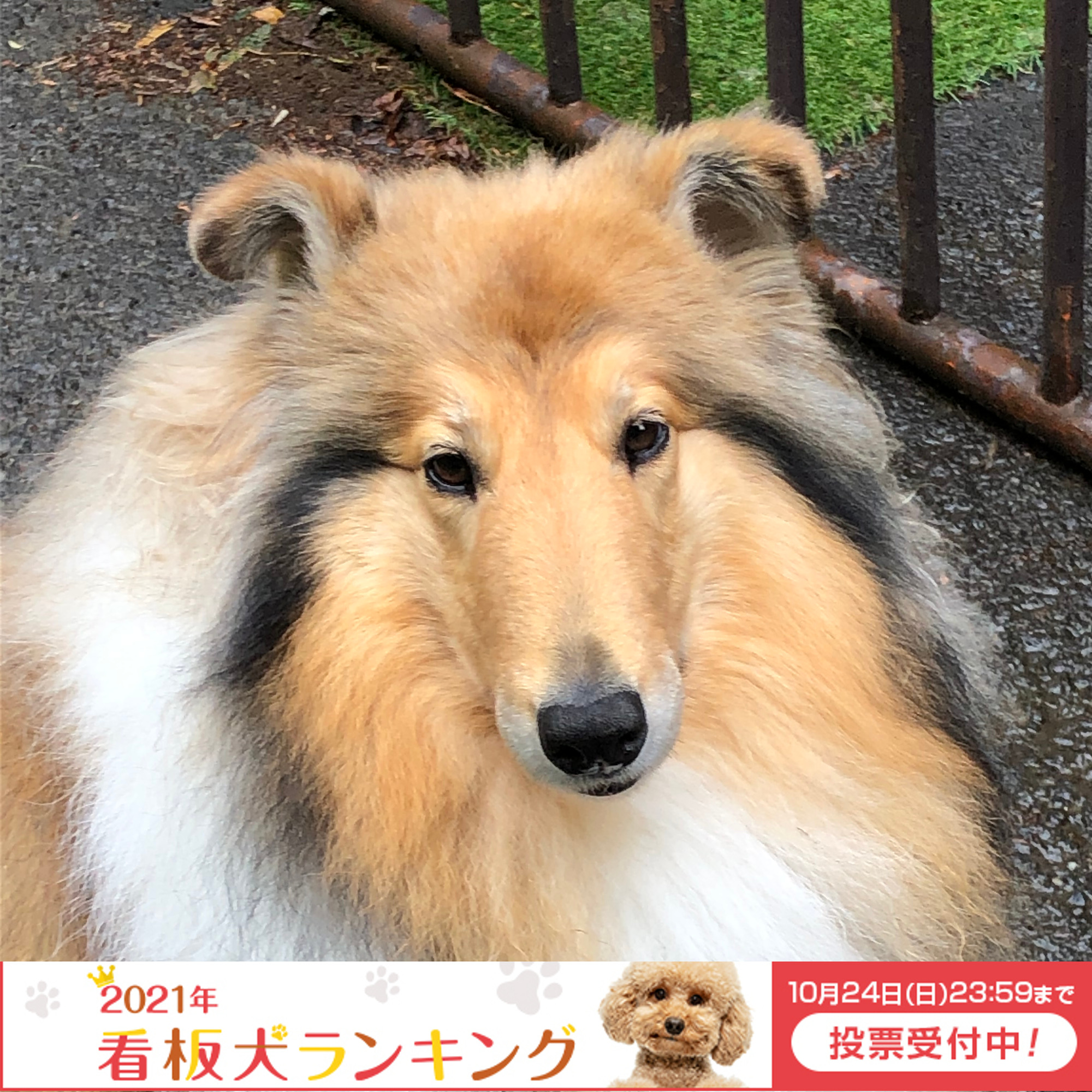 看板犬ランキング2021参加中♪　ご投票よろしくお願いします！