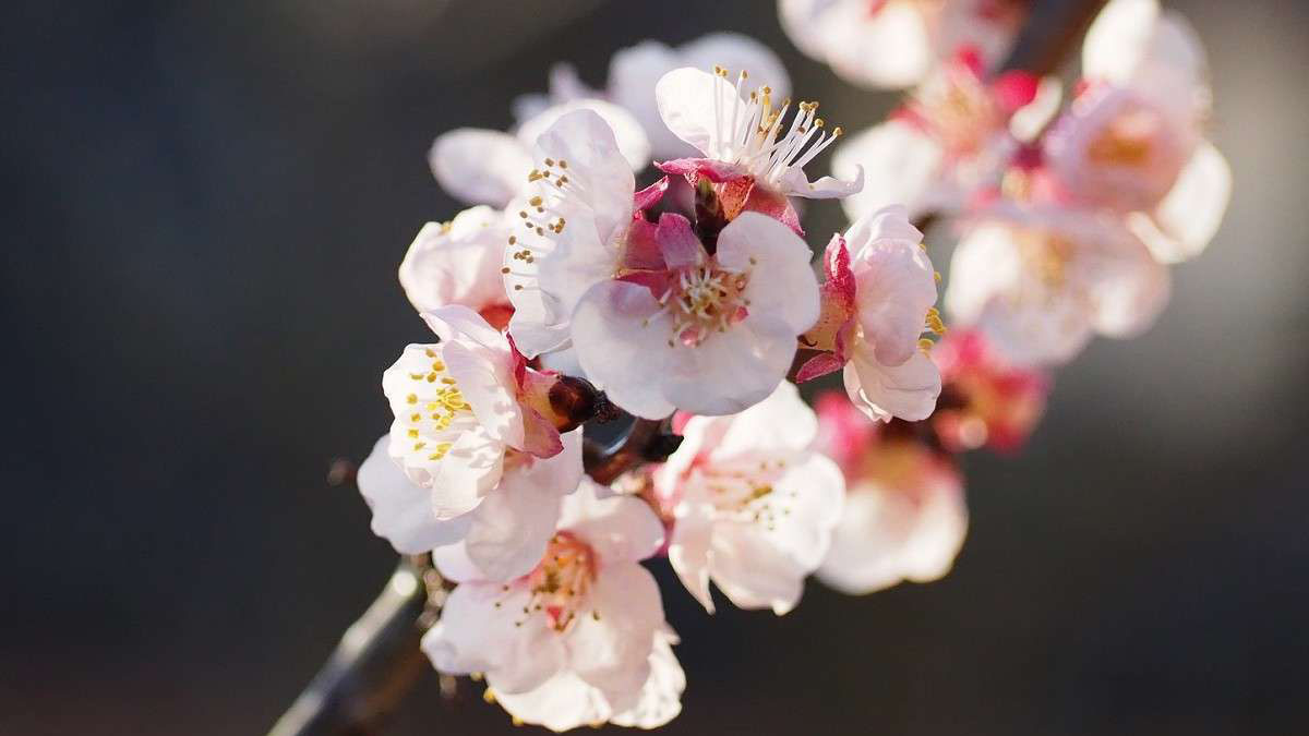 あんずの花が開花する頃、千曲市に本格的な春の便りが届きます。