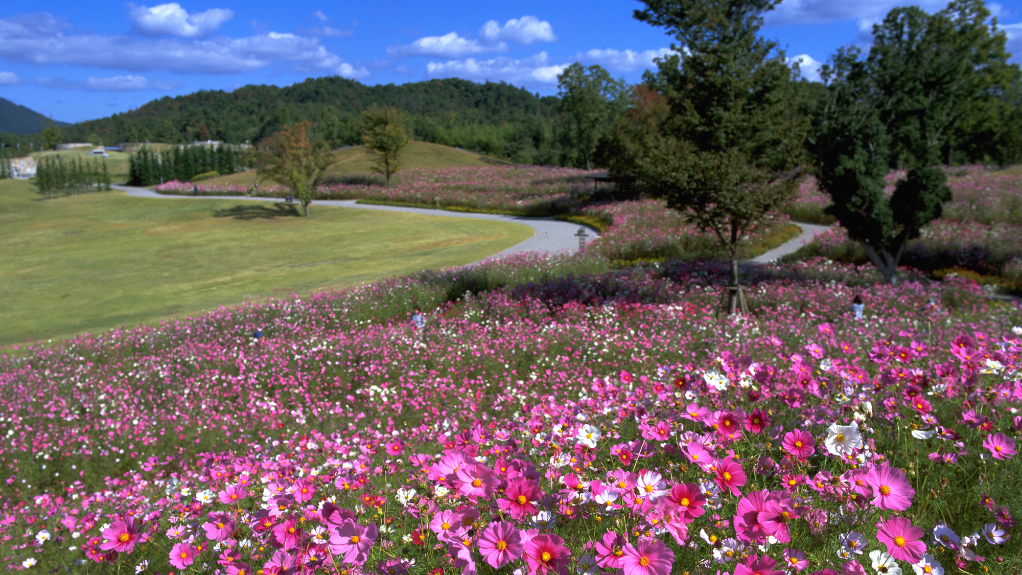 【国営讃岐まんのう公園】秋に美しく咲き並ぶコスモス