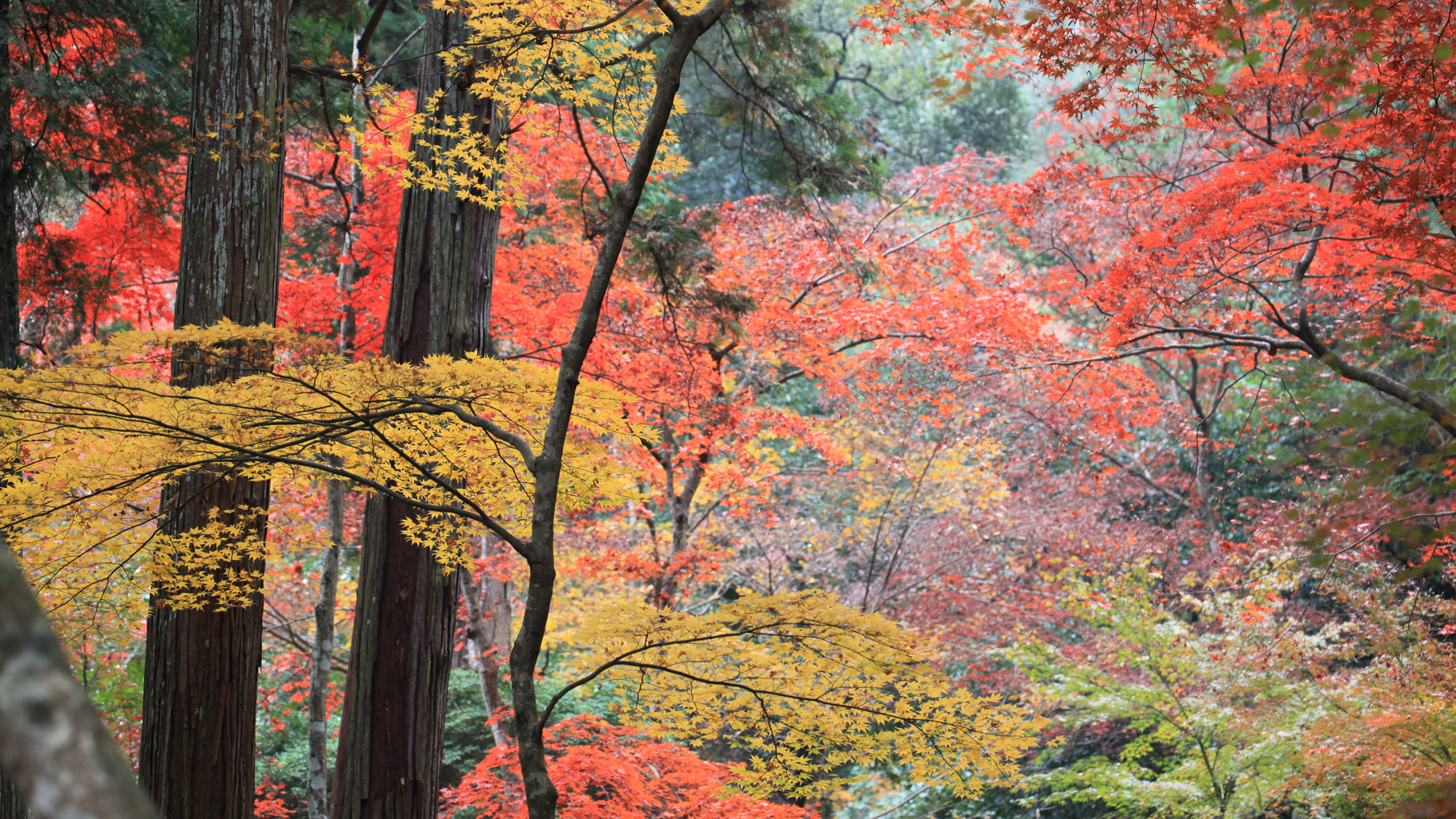 【金刀比羅宮】紅葉の名所”裏参道”