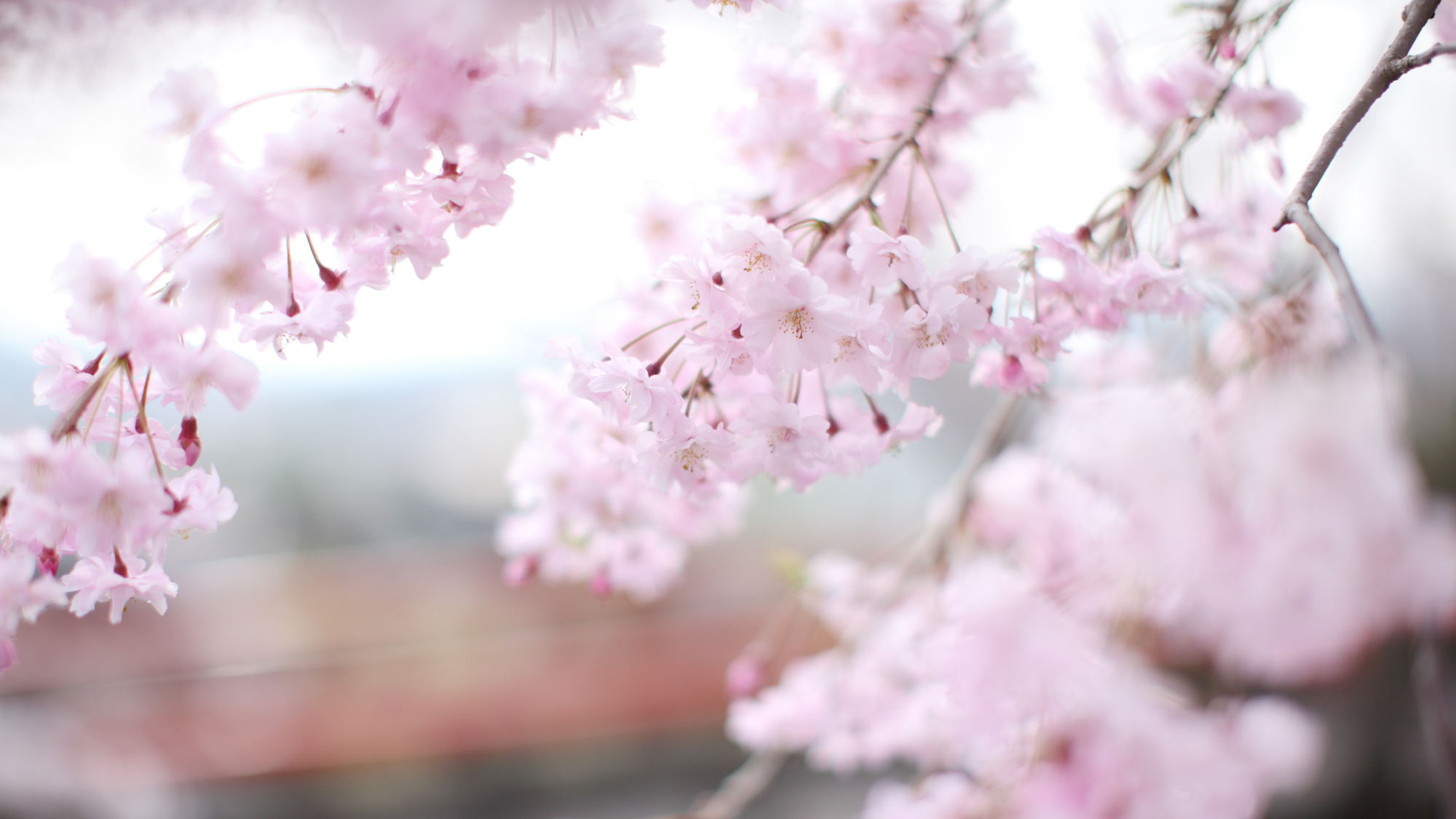 庭園を彩る花々たち