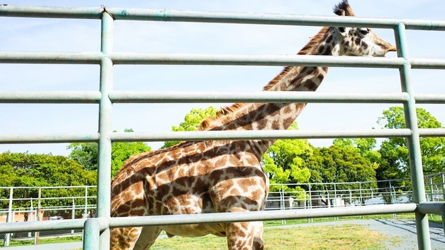 写真提供：熊本県観光連盟　熊本市動植物園