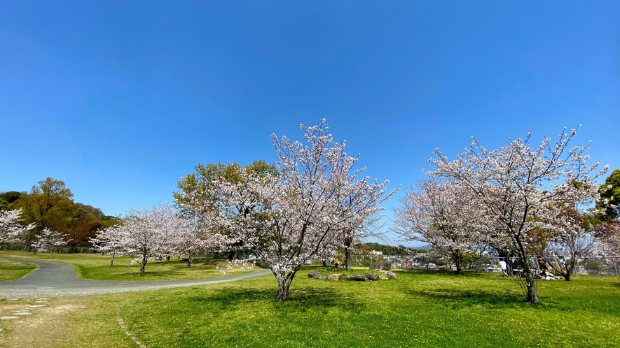 写真提供：熊本県観光連盟　万日山緑地公園　桜がとてもきれいです♪