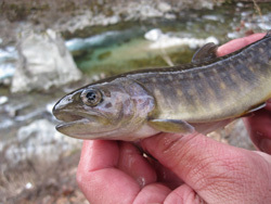 秋神川のアマゴ