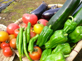 自家菜園の高原野菜
