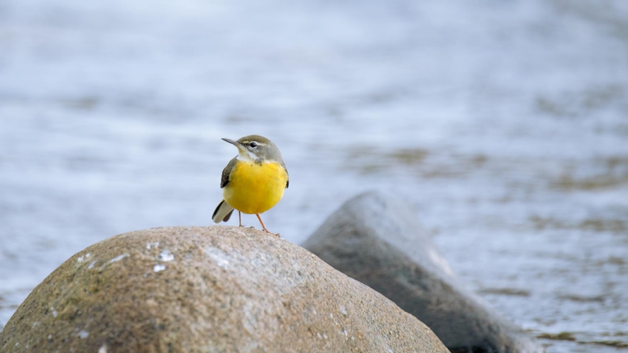 【施設周辺】笛吹川のほとりに佇む一軒宿　季節の野鳥もみられるかもしれません