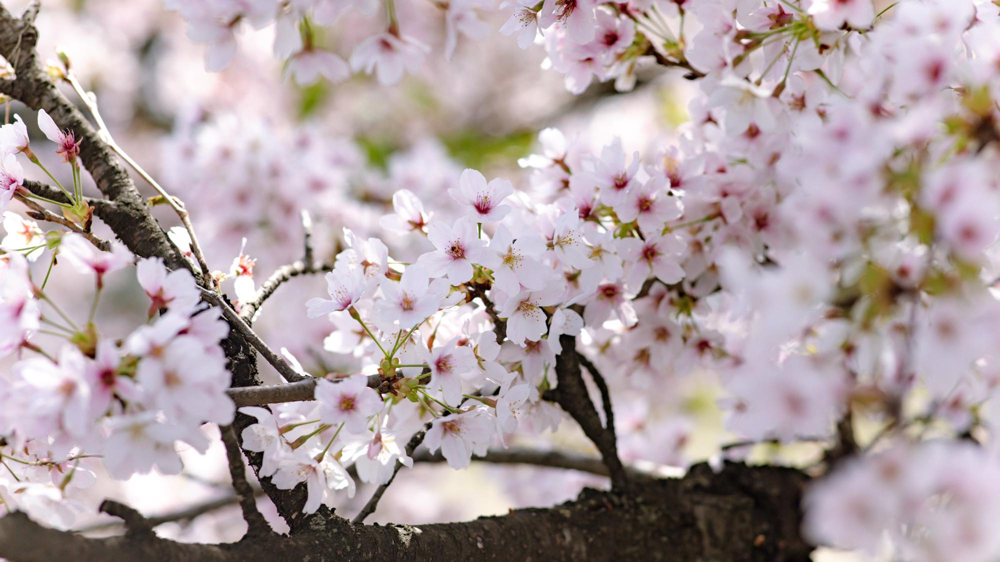 庭園の桜　3月下旬〜4月上旬が桜の見頃です