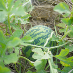 自家製野菜