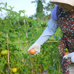 自家製野菜