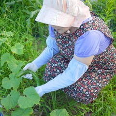 自家製野菜