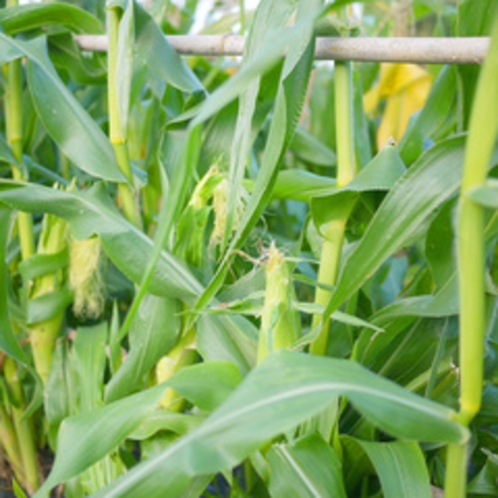 自家製野菜