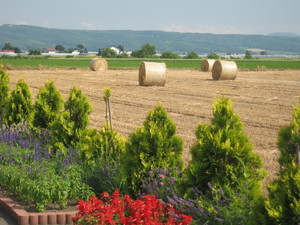 ホテルからの景色