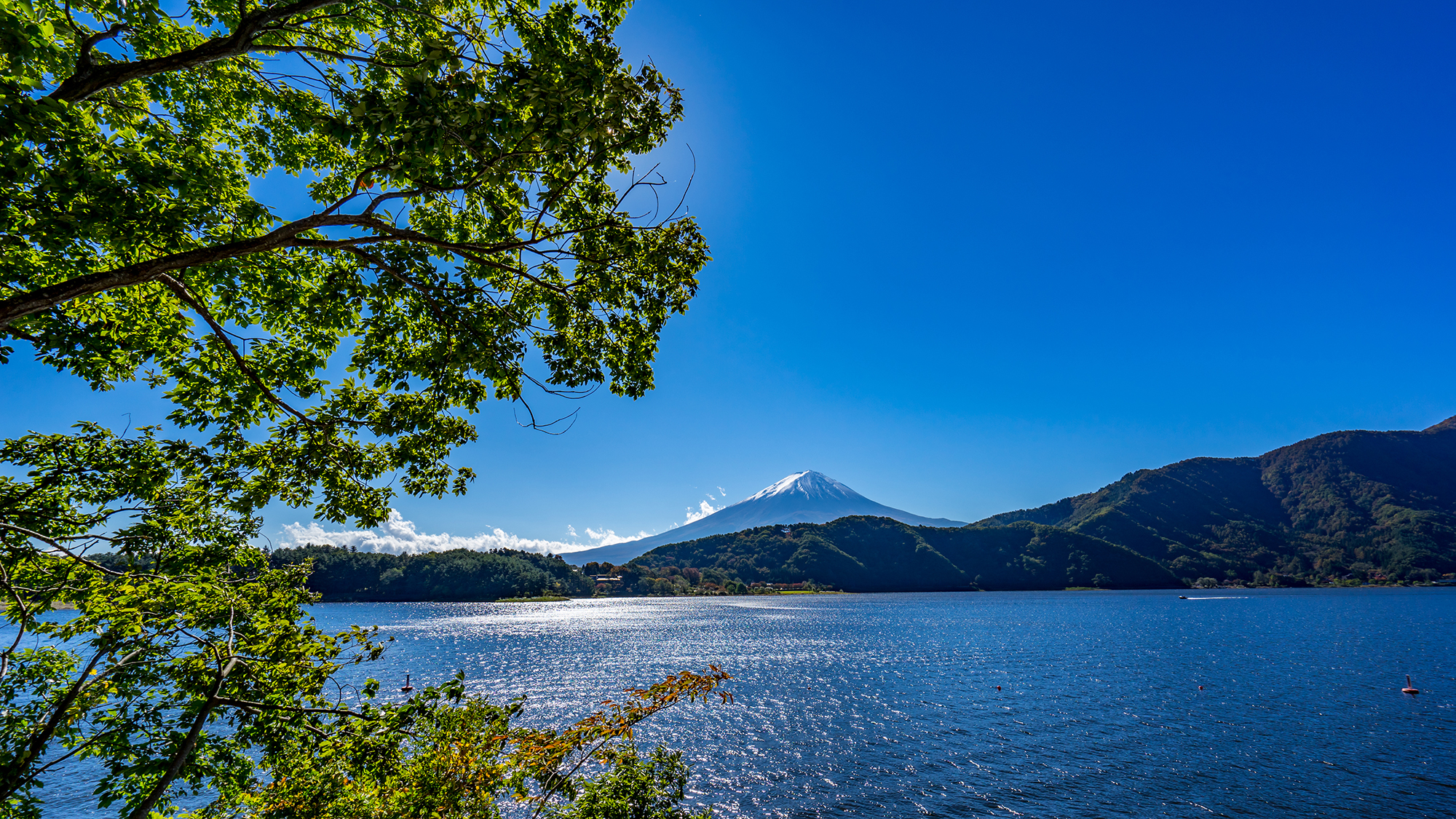 **周辺／河口湖畔（車で40分）富士山と紅葉を一緒に眺められる！【10月下旬～11月中旬】